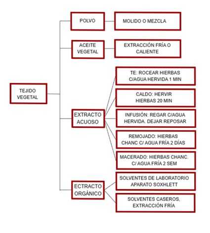 Morfología del barbasco